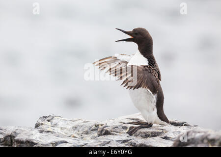 Common Murre (Uria Aalge) dehnen und aufrufen. Farne Inseln. Northumberland. VEREINIGTES KÖNIGREICH. Stockfoto