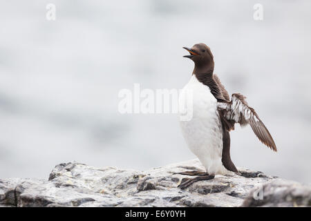 Common Murre (Uria Aalge) dehnen und aufrufen. Farne Inseln. Northumberland. VEREINIGTES KÖNIGREICH. Stockfoto