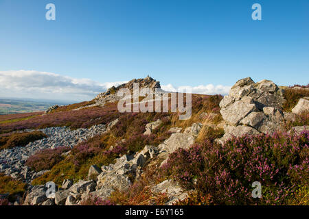 Lila Heidekraut an den Hängen des The Stiperstones, Shropshire, England. Stockfoto