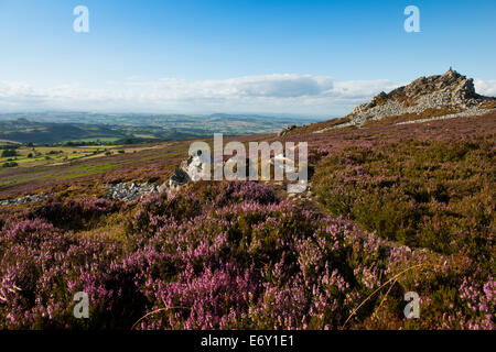 Lila Heidekraut an den Hängen des The Stiperstones, Shropshire, England. Stockfoto