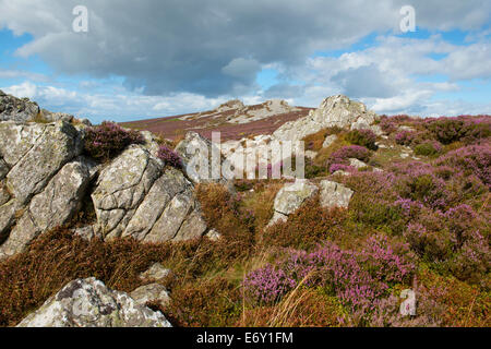 Lila Heidekraut an den Hängen des The Stiperstones, Shropshire, England. Stockfoto