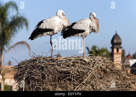 Störche thront im Nest, La Sultana Marrakech, Marokko Stockfoto