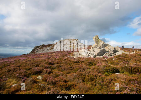 Lila Heidekraut an den Hängen des The Stiperstones, Shropshire, England. Stockfoto