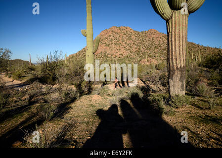 Läufer und Radfahrer Rennen auf Bajada Loop Drive im Saguaro National Park West, Sonora-Wüste, Tucson, Arizona, USA. Stockfoto