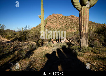 Läufer und Radfahrer Rennen auf Bajada Loop Drive im Saguaro National Park West, Sonora-Wüste, Tucson, Arizona, USA. Stockfoto