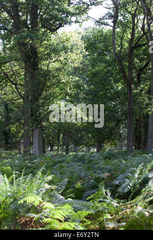 Waldflächen und Waldwege die Sloden Einzäunung zwischen Frogham und Fritham The New Forest Hampshire England Stockfoto