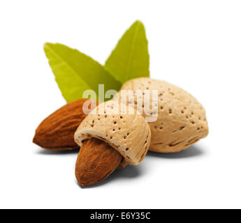 Mandeln mit offen, halb offenen und geschlossenen mit grünen Blättern, Isolated on White Background. Stockfoto