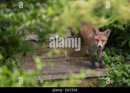 Fox Cub machen einen Nachmittag Auftritt in einem Londoner Garten hinter dem Haus Stockfoto