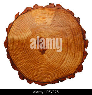 Holz-Maserung Baum Querschnitt, Isolated On White Background. Stockfoto