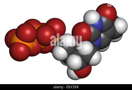 Thymidin-Triphosphat (TTP)-Nukleotid-Molekül. DNA-Baustein. Atome werden als Kugeln mit herkömmlichen Farbe c dargestellt. Stockfoto