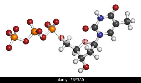 Thymidin-Triphosphat (TTP)-Nukleotid-Molekül. DNA-Baustein. Atome werden als Kugeln mit herkömmlichen Farbe c dargestellt. Stockfoto