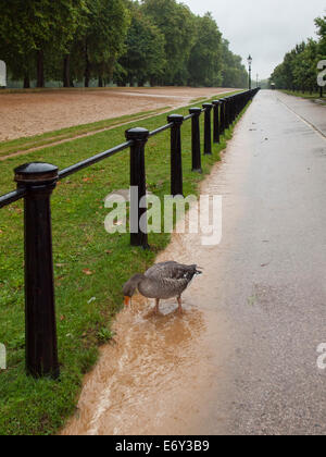 Gans Fütterung im Lauf aus bei sintflutartigen Regen Sturm am Zyklus Weg zu faulen nächste Zeile Hyde Park. Nassen britischen Sommer. Stockfoto