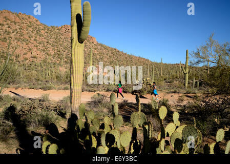 Läufer und Radfahrer Rennen auf Bajada Loop Drive im Saguaro National Park West, Sonora-Wüste, Tucson, Arizona, USA. Stockfoto