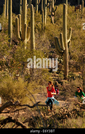 Läufer und Radfahrer Rennen auf Bajada Loop Drive im Saguaro National Park West, Sonora-Wüste, Tucson, Arizona, USA. Stockfoto