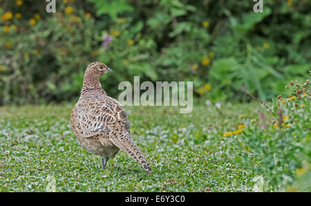 Weiblichen Fasan Phasianus Colchicus unter wilden Blumen. UK Stockfoto