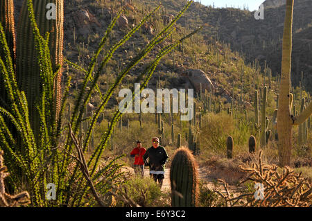 Läufer und Radfahrer Rennen auf Bajada Loop Drive im Saguaro National Park West, Sonora-Wüste, Tucson, Arizona, USA. Stockfoto