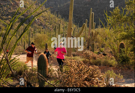 Läufer und Radfahrer Rennen auf Bajada Loop Drive im Saguaro National Park West, Sonora-Wüste, Tucson, Arizona, USA. Stockfoto