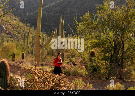 Läufer und Radfahrer Rennen auf Bajada Loop Drive im Saguaro National Park West, Sonora-Wüste, Tucson, Arizona, USA. Stockfoto