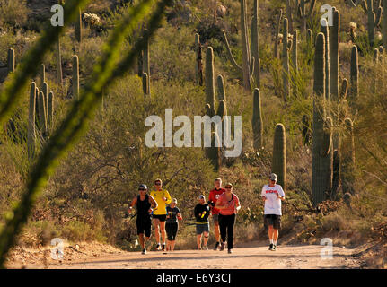 Läufer und Radfahrer Rennen auf Bajada Loop Drive im Saguaro National Park West, Sonora-Wüste, Tucson, Arizona, USA. Stockfoto