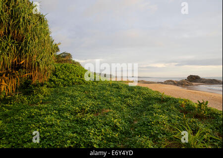 Langer Sandstrand, gesäumt von tropischen Grün und Palmen Bäume, Bentota, Südwest Küste, Sri Lanka, Südasien Stockfoto