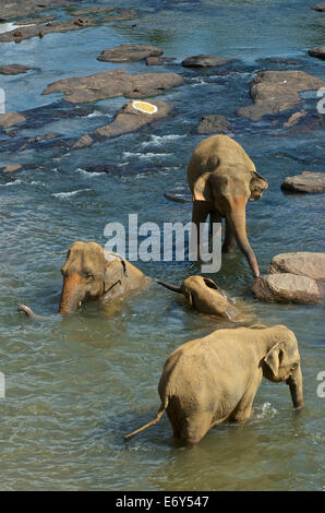 Elefanten Baden im Fluss bei Pinnawela Elefantenwaisenhaus, 40km, westlich von Kandy, Sri Lanka, Südasien Stockfoto