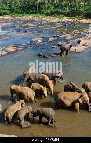 Elefanten Baden im Fluss bei Pinnawela Elefantenwaisenhaus, 40km, westlich von Kandy, Sri Lanka, Südasien Stockfoto