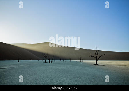 Tot Kameldornbäume in Dead Vlei, Namib-Wüste, Namibia, Afrika Stockfoto