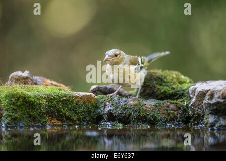 Erwachsenen männlichen Buchfinken (Fringilla Coelebs) Aufruf Froma Waldschwimmbad Stockfoto