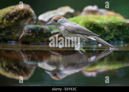 Weibliche Mönchsgrasmücke (Sylvia Atricapilla) stehen in einem flachen pool Stockfoto