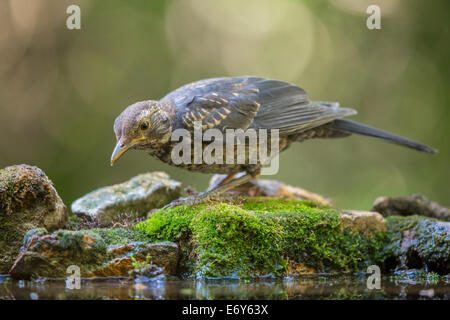 Juvenile Amsel (Turdus Merula) steht am Rand eines Pools Stockfoto