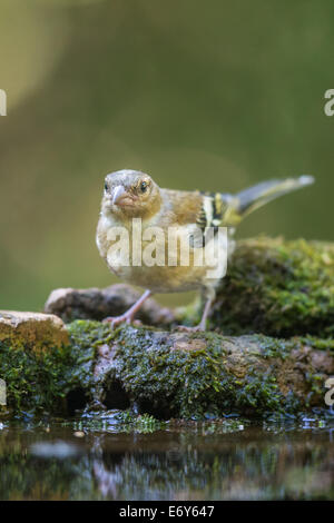 Erwachsene weibliche Buchfinken (Fringilla Coelebs) Stockfoto
