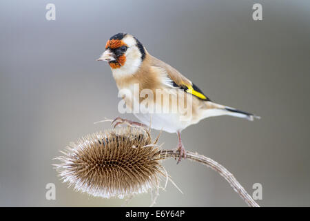 Europäische Stieglitz (Zuchtjahr Zuchtjahr) hocken auf einem verschneiten Karde (Dipsacus Fullonum) Stockfoto