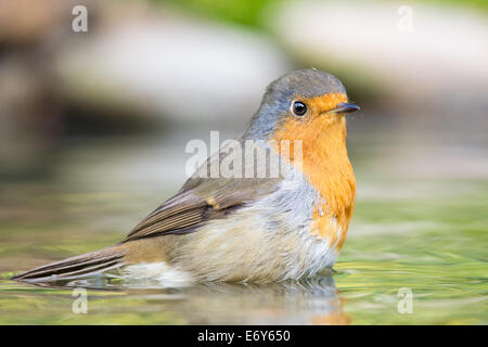 Rotkehlchen (Erithacus Rubecula) Baden in einem Gartenteich Stockfoto