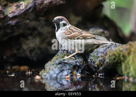 Erwachsene männliche eurasischen Baum Spatz (Passer Montanus) am Rand eines Pools Stockfoto