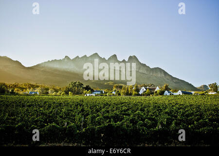 Weingut in Stellenbosch Region, Western Cape, Südafrika, Afrika Stockfoto