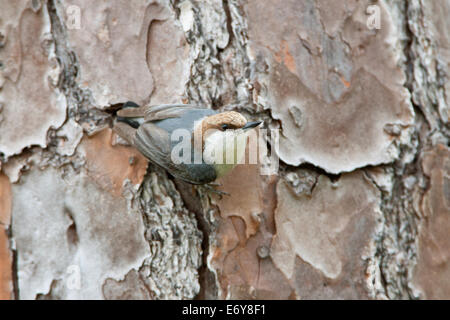 Braunkopf-Nacktschnecken-Sitzvögel singbird auf Slash Pine Tree Ornithologie Wissenschaft Natur Tierwelt Umwelt Stockfoto