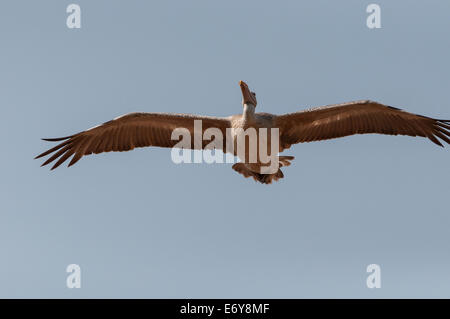 Spot-billed Pelikan oder grauen Pelikan (Pelecanus Philippensis) Stockfoto