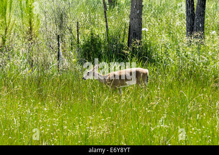 Klein, Seminole Whitetail auch bekannt als Florida Whitetail Deer (Schawrin Seminolus) Weiden in einem kleinen Feld entlang der Autobahnanschluss. Stockfoto
