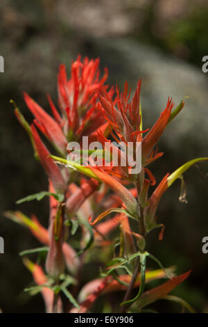 Nahaufnahme von Indian Paintbrush Blumen Stockfoto