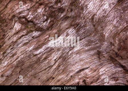 Maserung und Textur auf entrindetes Tamboti log Stockfoto