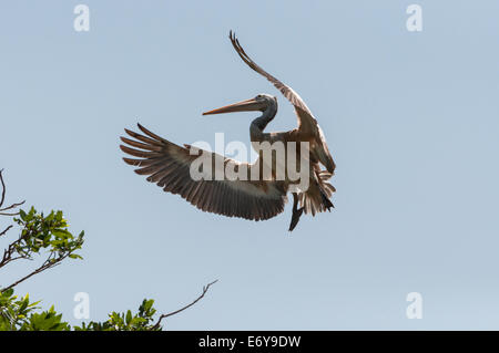 Spot-billed Pelikan oder grauen Pelikan (Pelecanus Philippensis) Stockfoto