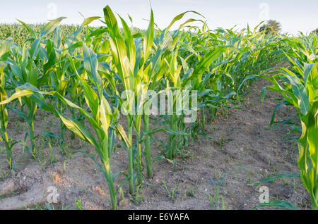 Reihen Mais wächst in einem Feld Stockfoto