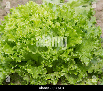 Der Kopfsalat wachsen in einem Garten Stockfoto