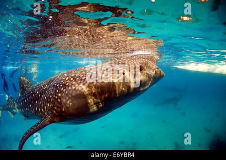 Whale Shark Unterwasser Filter von Krill ernähren herausgeführt von Fischern in Oslob, Philippinen Stockfoto