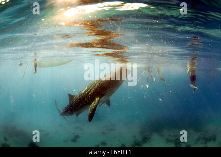 Whale Shark Unterwasser Filter von Krill ernähren herausgeführt von Fischern in Oslob, Philippinen Stockfoto