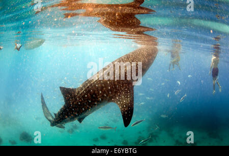 Whale Shark Unterwasser Filter von Krill ernähren herausgeführt von Fischern in Oslob, Philippinen Stockfoto