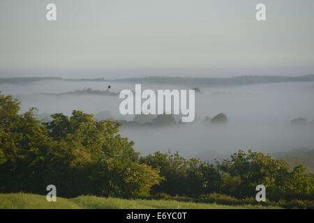 Am frühen Morgen Nebel über Hecke Bäume Felder in North Devon England Stockfoto