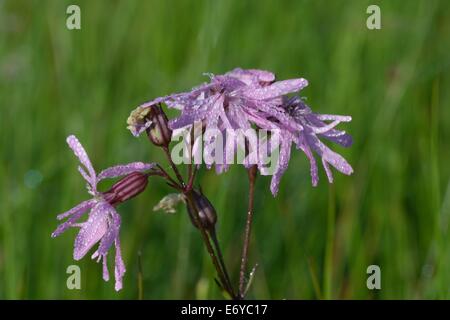 Tau auf Ragged Robin Lychnis Flos-Cuculi bei Devon Wildlife Trusts Dunsdon National Nature Reserve in North Devon England Stockfoto