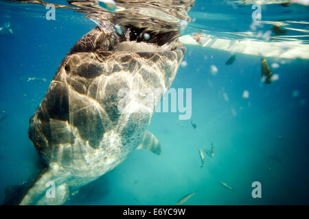 Whale Shark Unterwasser Filter von Krill ernähren herausgeführt von Fischern in Oslob, Philippinen Stockfoto