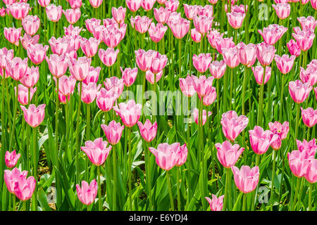 Rosa Tulpen auf ein Blumenbeet. Farben pink, lila und grün. Langen Stielen und elegante Staats-und die schönen Blumen Stockfoto